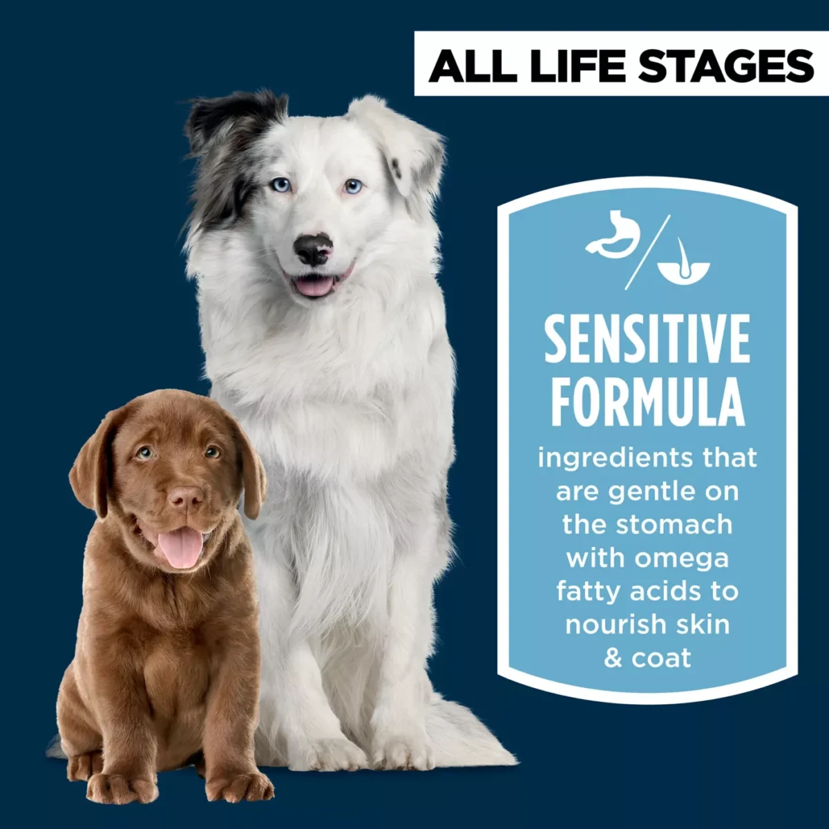 All Life Stages Dry Dog Food with Salmon Rice for Sensitive Stomach and Skin by Authority 3